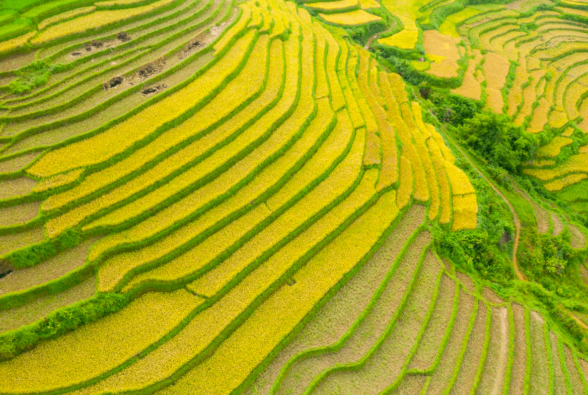 Sapa rice terraces Vietnam