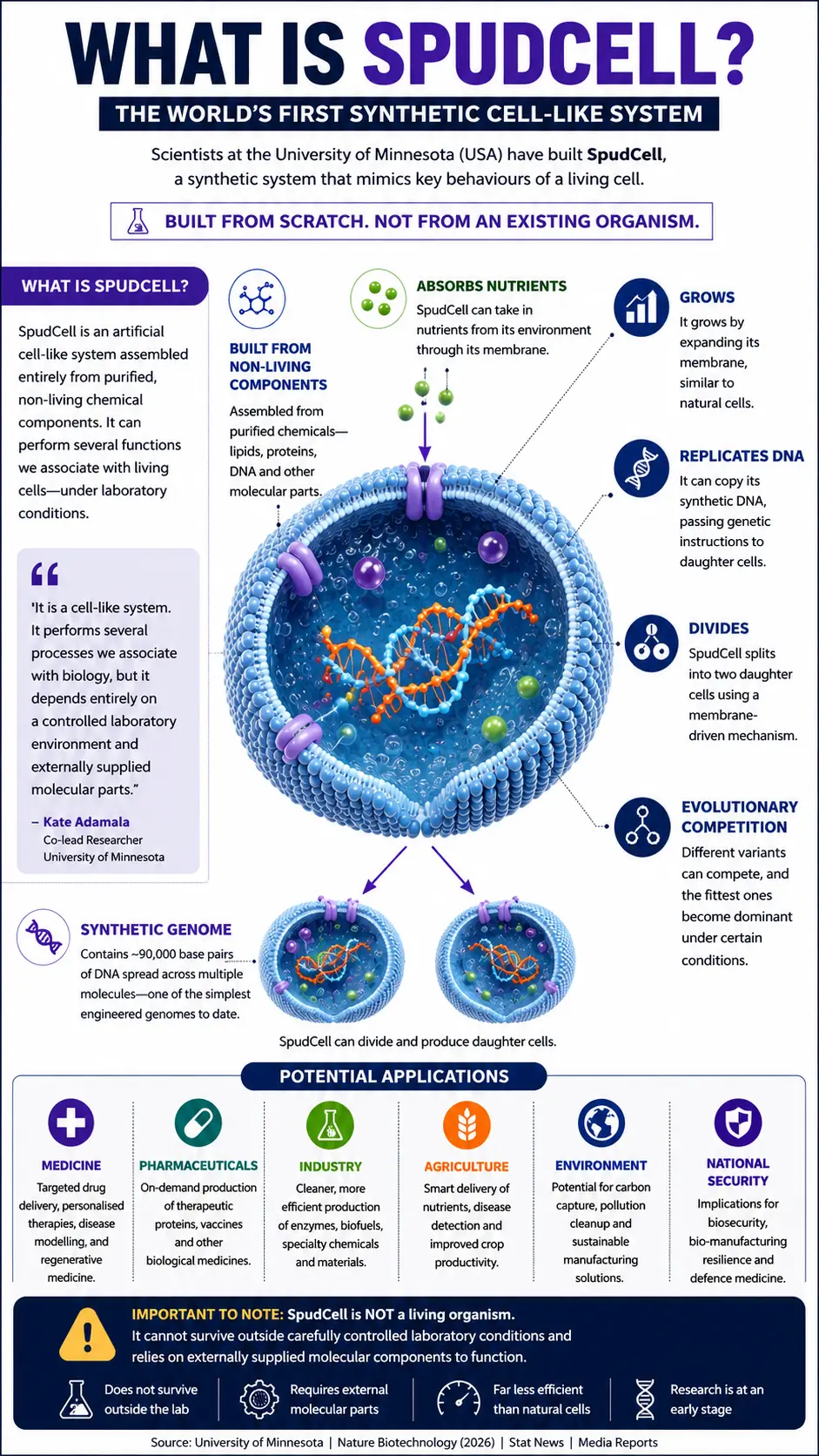 What is SpudCell infographic-A synthetic cell is an artificial system built from chemical building blocks such as lipids, proteins, DNA and enzymes to imitate selected functions of living cells.